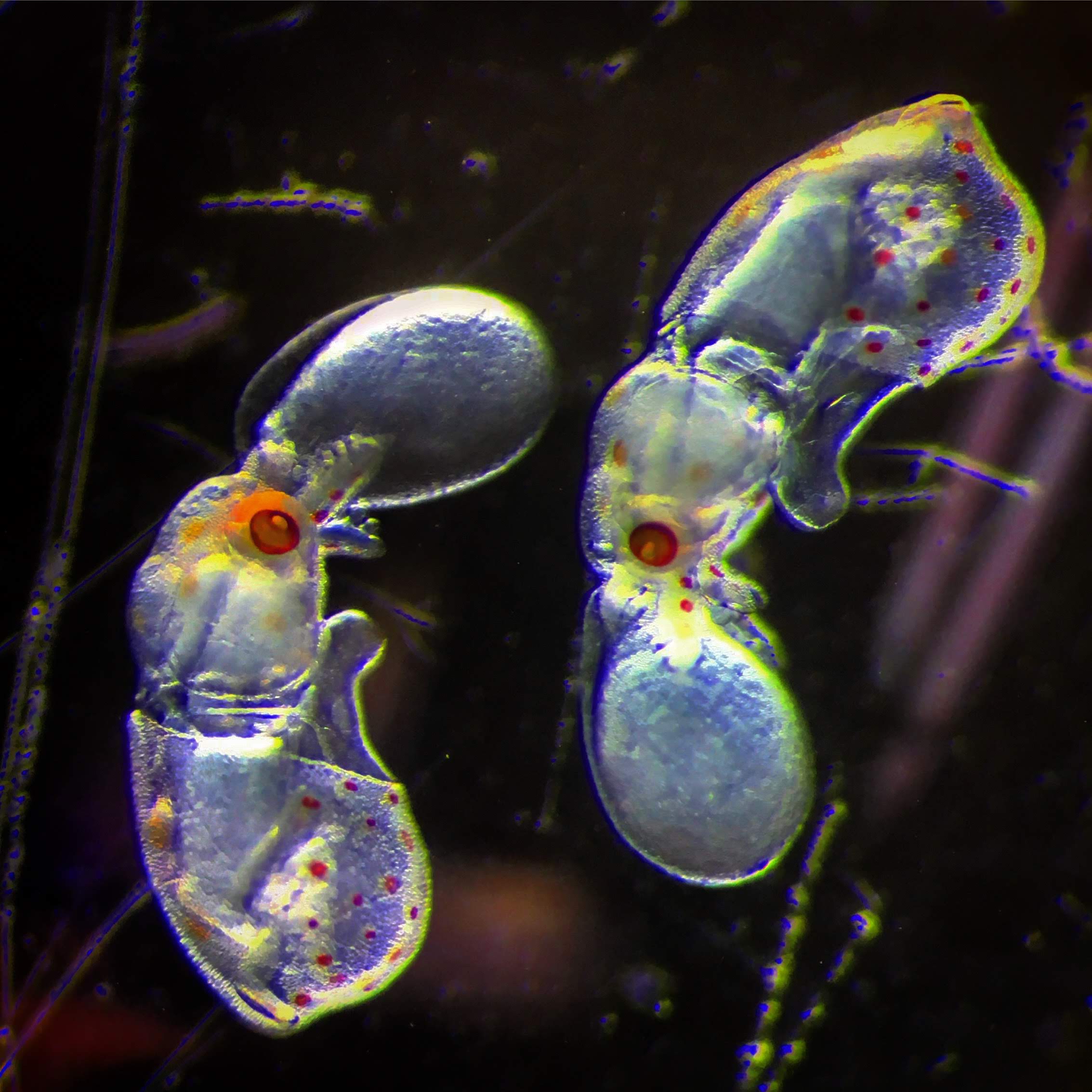 Doryteuthis pealeii late stage embryos with yolk sacs. Pigment in the chromatophores and eyes is visible.