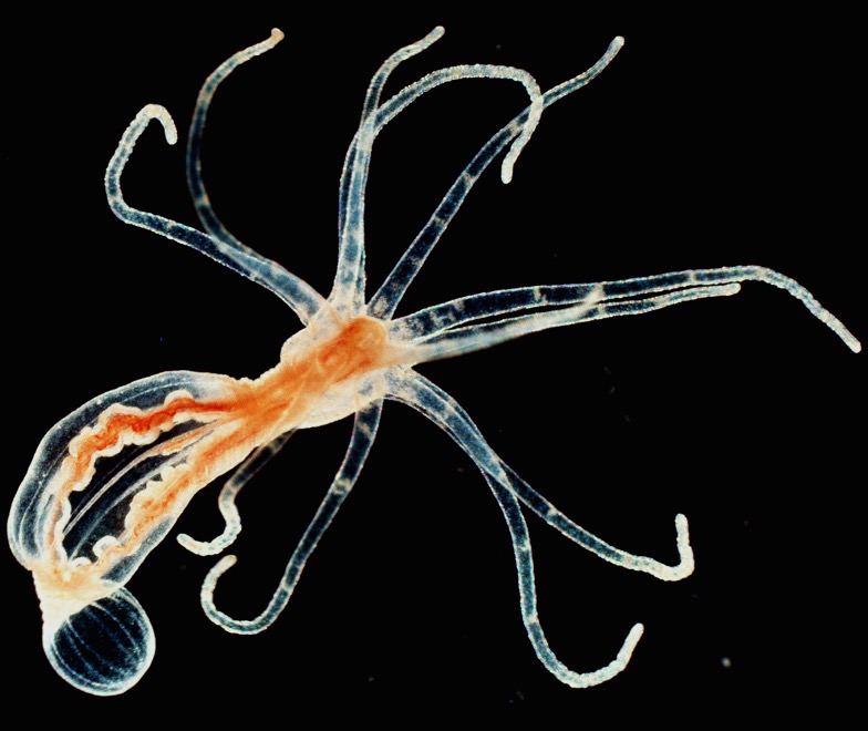 A late juvenile (12 tentacle stage) Nematostella vectensis individual. 